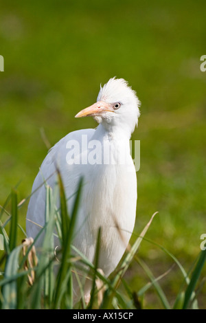 Kuhreiher (Bubulcus Ibis), Zoo Rheine, Nordrhein-Westfalen, Deutschland, Europa Stockfoto