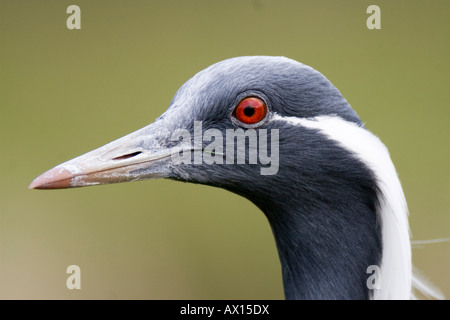 Demoiselle Kran (Anthropoides Virgo), Porträt, Rheine Zoo, Nordrhein Westfalen, Deutschland, Europa Stockfoto