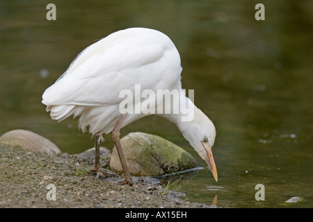 Kuhreiher (Bubulcus Ibis), Zoo Rheine, Nordrhein-Westfalen, Deutschland, Europa Stockfoto