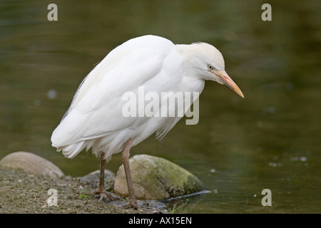 Kuhreiher (Bubulcus Ibis), Zoo Rheine, Nordrhein-Westfalen, Deutschland, Europa Stockfoto