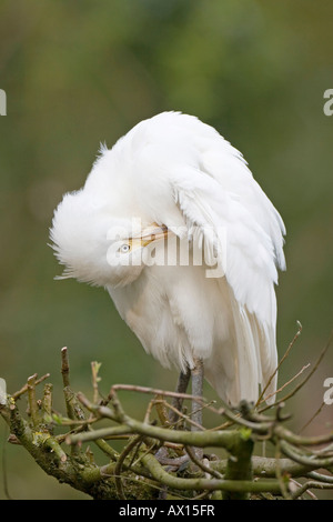 Kuhreiher (Bubulcus Ibis), Zoo Rheine, Nordrhein-Westfalen, Deutschland, Europa Stockfoto