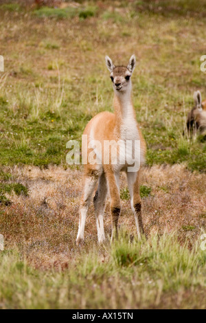 Guanako (Lama Guanicoe), Nationalpark Torres del Paine, Patagonien, Chile, Südamerika Stockfoto