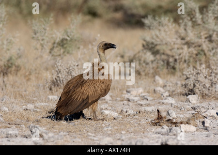 Rueppell Geier oder Rueppells Griffon (abgeschottet Rueppellii), Etosha Nationalpark, Namibia, Afrika Stockfoto