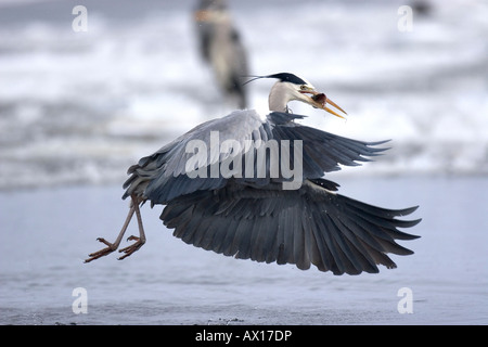 Graureiher (Ardea Cinerea), ein Fisch beim Start aus dem Wasser Stockfoto