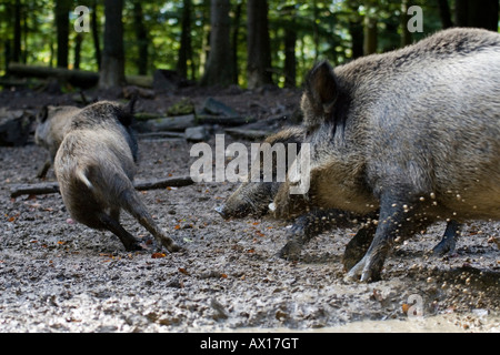 Wildschweine (Sus Scrofa), kämpfen für Lebensmittel, Tier-und Pflanzenwelt Daun, Vulkaneifel, Deutschland Stockfoto