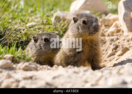 Murmeltiere (Marmota) vor Burrow, Dolomiten, Italien, Europa Stockfoto