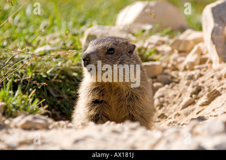 Murmeltier (Marmota) vor Burrow, Dolomiten, Italien, Europa Stockfoto