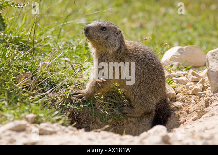 Murmeltier (Marmota) vor Burrow, Dolomiten, Italien, Europa Stockfoto