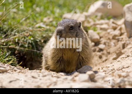 Murmeltier (Marmota) vor Burrow, Dolomiten, Italien, Europa Stockfoto