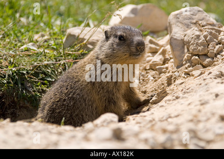 Murmeltier (Marmota) vor Burrow, Dolomiten, Italien, Europa Stockfoto