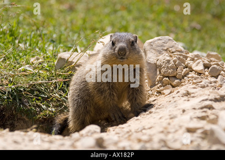 Murmeltier (Marmota) vor Burrow, Dolomiten, Italien, Europa Stockfoto