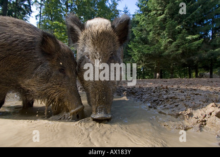 Wildschweine (Sus Scrofa), Daun Zoo, Daun, Rheinland-Pfalz, Deutschland, Europa Stockfoto