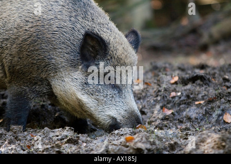 Wildschwein (Sus Scrofa), Daun Zoo, Daun, Rheinland-Pfalz, Deutschland, Europa Stockfoto