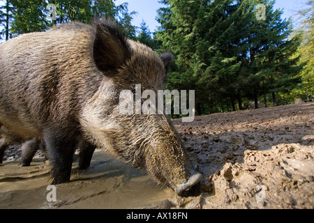 Wildschwein (Sus Scrofa), Daun Zoo, Daun, Rheinland-Pfalz, Deutschland, Europa Stockfoto