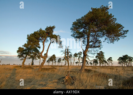 Bäume, Naturpark Hohes Venn (Hautes Fagnes), Noir Flohay, Belgien Stockfoto