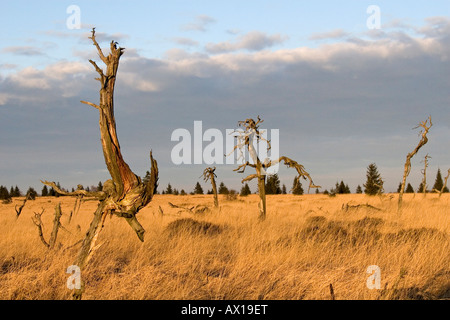 Tote Bäume, Naturpark Hohes Venn (Hautes Fagnes), Noir Flohay, Belgien, Europa Stockfoto