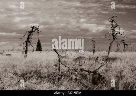 Tote Bäume, schwarz-weiß mit brauner Tönung, Hoge (Französisch: Hautes Fagnes) Hochland, Noir Flohay, Belgien, Europa Stockfoto