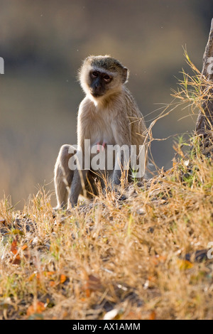 Grün - Vervet- oder Grivet Affe (grüne Aethiops), Moremi Game Reserve, Botswana, Afrika Stockfoto