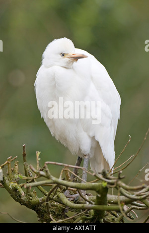 Kuhreiher (Bubulcus Ibis), Zoo Rheine, Nordrhein-Westfalen, Deutschland, Europa Stockfoto