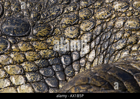 Detail der Haut, Nil-Krokodil (Crocodylus Niloticus), Chobe Nationalpark, Botswana, Afrika Stockfoto