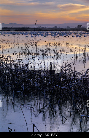 Sonnenaufgang über dem Feuchtgebiet mit Schneegänse Bosque del Apache National Wildlife Refuge Socorro New-Mexico-USA Stockfoto