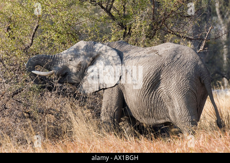 Afrikanischer Bush Elefant (Loxodonta Africana), Moremi Wildlife Reserve, Botswana, Afrika Stockfoto