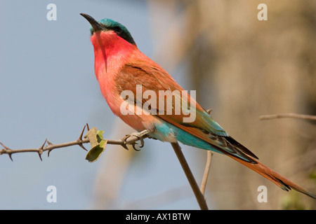 Südlichen Carmine Bienenfresser (Merops Nubicoides) thront auf einem Zweig, Chobe Nationalpark, Botswana, Afrika Stockfoto