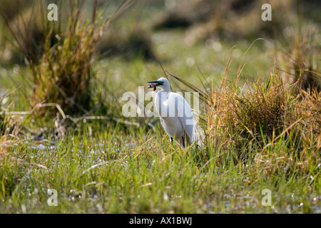 Seidenreiher (Egretta Garzetta) mit einem Fisch gefangen in seinen Schnabel, Okavango Delta, Botswana, Afrika Stockfoto