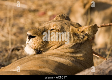 Weibliche Löwen (Panthera Leo) dösen, Kopf Porträt, Moremi Wildlife Reserve, Botswana, Afrika Stockfoto