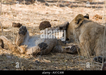 Weibliche Löwen und Cub (Panthera Leo), Moremi Wildlife Reserve, Botswana, Afrika Stockfoto