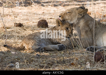 Weibliche Löwen und Cub (Panthera Leo), Moremi Wildlife Reserve, Botswana, Afrika Stockfoto