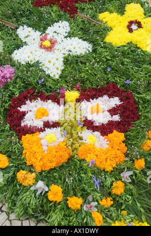 Teppich von Blumen, April blühen Festival, Funchal, Madeira, Portugal, Europa Stockfoto