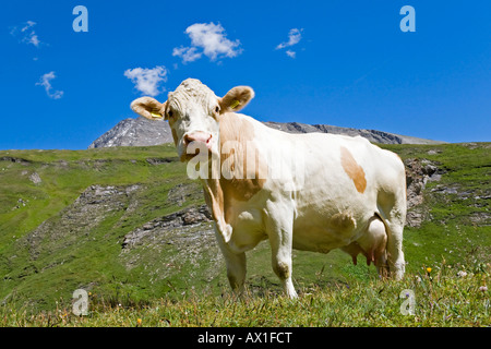 Kuh auf einer Weide, Großglockner-Hochalpenstraße, Nationalpark Hohe Tauern, Kärnten, Österreich Stockfoto