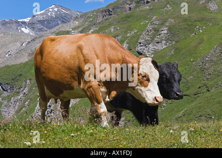 Kühe auf einer Weide, Großglockner-Hochalpenstraße, Nationalpark Hohe Tauern, Kärnten, Österreich Stockfoto