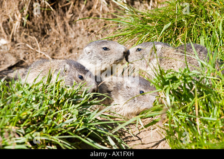 Alpen-Murmeltier (Marmota Marmota), Franz Josefs Hoehe, Nationalpark Hohe Tauern, Österreich, Europa Stockfoto