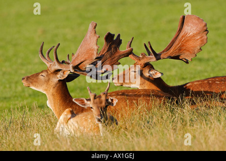 Europäischer Damhirsch (Dama Dama Dama) Stockfoto