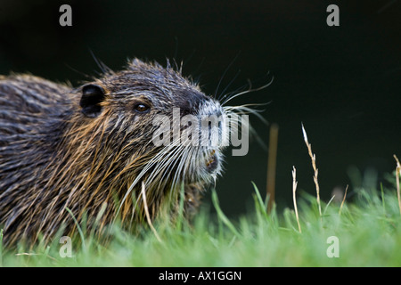 Nutria, Nutrias - (Biber brummeln) Stockfoto