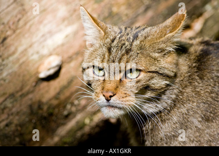 Europäische Wildkatze (Felis Silvestris), Bayerischer Wald Stockfoto