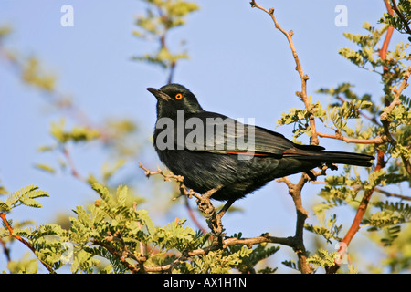 African Red-winged Starling (Onychognathus Morio), Namibia, Afrika Stockfoto