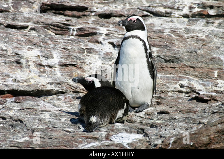 Spheniscus, Jackass Penguin, Blackfooted Penguin oder afrikanische Pinguin, Halifax Insel, Lüderitz, Atlantik, Namibia, Afrika Stockfoto