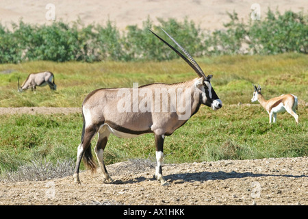 Gemsbock oder Oryx (Oryx Gazella) und Springböcke (Antidorcas Marsupialis), Namibia, Afrika Stockfoto