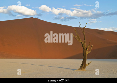 Tote Bäume zwischen den Dünen der Namib-Wüste, Deadvlei, Namibia, Afrika Stockfoto