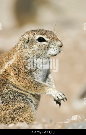 Afrikanischen Boden Squirell (Xerus Rutilus), Etosha Nationalpark, Namibia, Afrika Stockfoto