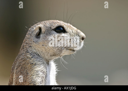 Afrikanischen Boden Squirell (Xerus Rutilus), Etosha Nationalpark, Namibia, Afrika Stockfoto