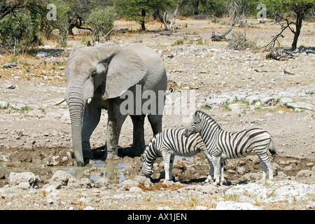 Elefant (Loxodonta Africana) und Zebras (Equus Quagga Burchelli) am Wasserloch im Etosha Nationalpark, Namibia, Afrika Stockfoto
