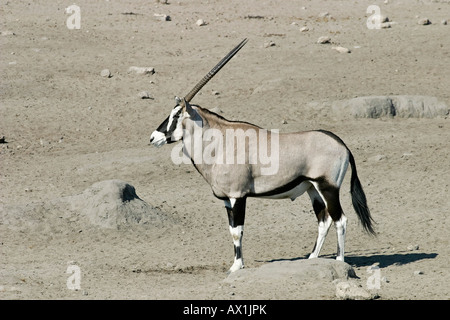 Gemsbock, Oryx (Oryx Gazella) im Etosha Nationalpark, Afrika, Namibia Stockfoto