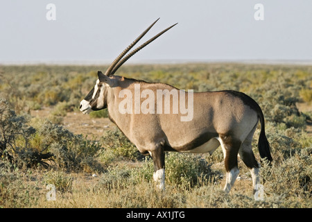 Gemsbock, Oryx (Oryx Gazella) im Etosha Nationalpark, Afrika, Namibia Stockfoto