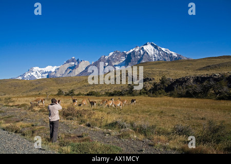 Photograpfer nimmt Bilder aus einer Herde Guanacos an den Torres del Paine-Massivs, Nationalpark Torres del Paine, Patagonien, Ch Stockfoto