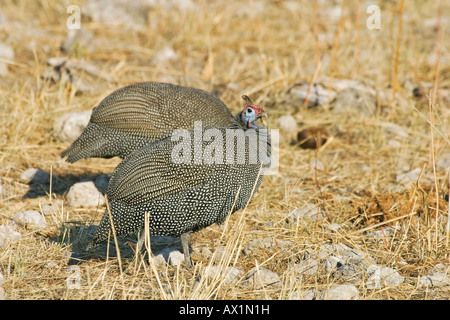 Behelmte Perlhühner (Numida Meleagris), Etosha Nationalpark, Namibia, Afrika Stockfoto