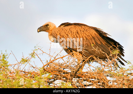 Kap-Griffon oder Kap Geier (abgeschottet Coprotheres), Etosha Nationalpark, Namibia, Afrika Stockfoto